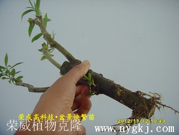 吉林荣威植物克隆，繁育盆景