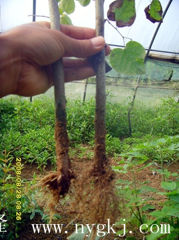 吉林荣威植物克隆，粗枝直接育成大苗