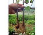 吉林荣威植物克隆，粗枝直接育成大苗